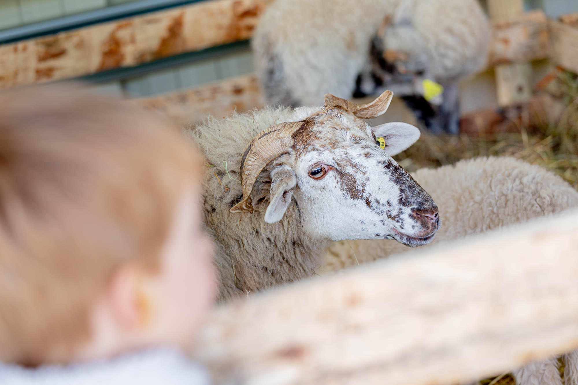 Mini ferme Foire Internationale de Toulouse